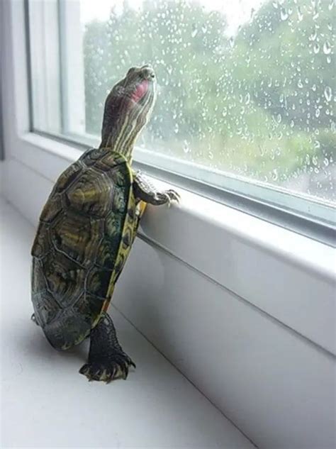 烏龜一次要養幾隻 室外機 窗戶